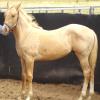 WELL BRED PALOMINO QH COLT FOR SALE on HorseYard.com.au