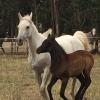 Purebred Filly on HorseYard.com.au