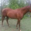 Quarter Horse for Sale - TQS Classical Kid Mare  on HorseYard.com.au