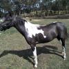 TRIPLE REGISTERED PONY on HorseYard.com.au