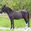 Mini Weanling Colts on HorseYard.com.au