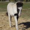 Black Tovero Miniature Colt on HorseYard.com.au