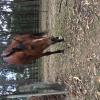 Stockhorse x, 5y/o on HorseYard.com.au