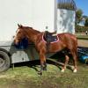 Educated Gelding on HorseYard.com.au