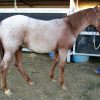 YEARLING AQHA ROAN COLT on HorseYard.com.au