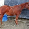 YEARLING AQHA FILLY on HorseYard.com.au