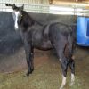 JET BLACK SOLID PAINT COLT Pepto x Acres Destiny blood on HorseYard.com.au