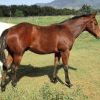 WEANLING HALTER QUALITY SOLID PAINT COLT on HorseYard.com.au