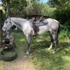 ASH Grey Gelding on HorseYard.com.au