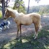 QUARTER HORSE PALOMINO COLT on HorseYard.com.au