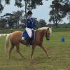 14hh 5yo Palomino Mare  on HorseYard.com.au