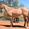 QH x appaloosa filly on HorseYard.com.au