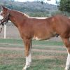 Lovely weanling gelding By First Down Imp USA (dec) on HorseYard.com.au