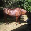 Good Boy Quarab 15hh 21 years but these horses are ridden for years on HorseYard.com.au