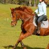 Gorgeous and Fun OTTB on HorseYard.com.au