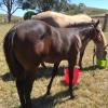 Quality Registered Quarter Horse on HorseYard.com.au