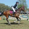 Confident Allrounder on HorseYard.com.au