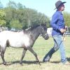 miniature, small horse,SHOW on HorseYard.com.au