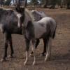 Blue & Roan Filly on HorseYard.com.au