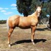  Rio Gold - Weanling colt by LP Kids Yella Image (imp) on HorseYard.com.au