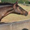 Warmblood x Welsh Weanling Filly on HorseYard.com.au