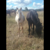 palomino roan filly on HorseYard.com.au