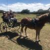 Welsh Mountain Pony on HorseYard.com.au