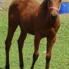 QUIET QH WEANLING FILLY FOR SALE on HorseYard.com.au