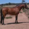 Welsh B Stallion - Bamborough Royal Usher. on HorseYard.com.au