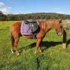 Benny, Gelding Project on HorseYard.com.au