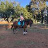 ( Secret )  15.2hh , 9yo, mare , thoroughbred, all rounder on HorseYard.com.au