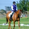 Dressage Gelding back in work and going well on HorseYard.com.au