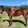  SOLD. SOLD Reg Qh Gelding $2000 —     SOLD. SOLD  on HorseYard.com.au