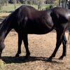 Urgent rehoming needed  on HorseYard.com.au