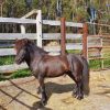 Miniature gelding on HorseYard.com.au