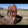 Beautiful retired schoolmaster - free to good home on HorseYard.com.au