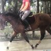 Thoroughbred gelding, very quiet  on HorseYard.com.au