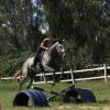 Thoroughbred gelding 18hh on HorseYard.com.au