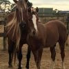 Clydie x Bay Taffy Broodmare on HorseYard.com.au