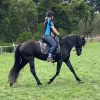 Young Friesian X on HorseYard.com.au