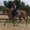 Jimmy Choo  16.1hh 13 y/o OTT Thoroughbred Gelding on HorseYard.com.au