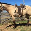 Quarter Horse Buckskin Mare on HorseYard.com.au