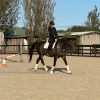 17hh 14yo TB Gelding on HorseYard.com.au