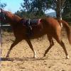 Paint x QH mare on HorseYard.com.au