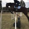 Talented showjumper or eventer  on HorseYard.com.au