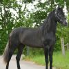 Gorgeous Airo P.R.E. Stallion Horse on HorseYard.com.au