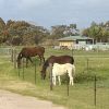 WANTED PONY 13 - 14hh on HorseYard.com.au