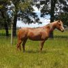 Attractive Arab Mare  on HorseYard.com.au