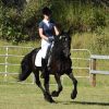 Black Friesian Warmblood Stallion 15hh on HorseYard.com.au