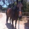 Thoroughbred Gelding on HorseYard.com.au